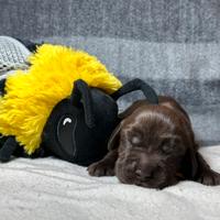 Cuccioli cocker cioccolato pedigree enci