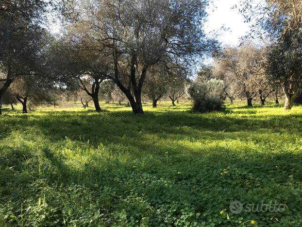 Badde Fustiggiu terreno-uliveto 3,5 km dal mare