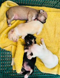 Chihuahua cuccioli
