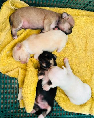 Chihuahua cuccioli