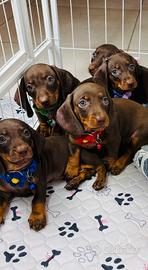 Bassotto PEDIGREE ENCI cioccolato FEMMINA