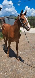 Cavallo Puledra 1 anno