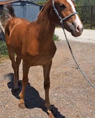 Cavallo Puledra 1 anno