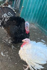 Tacchini vivi vendita e prenotazione per Natale