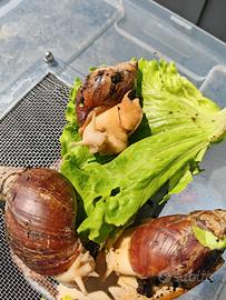 Lumache africane sub adulte Achatina fulica White
