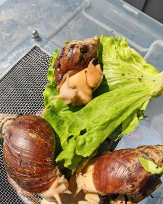 Lumache africane sub adulte Achatina fulica White