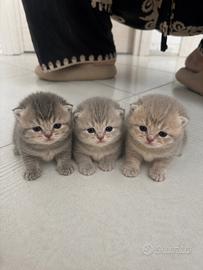 Cuccioli scottish straight/fold