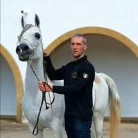 Cavalla Arabo Purosangue