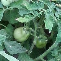 semi pomodori siccagno