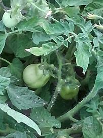 semi pomodori siccagno