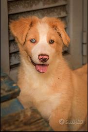 Cuccioli di Pastore Australiano con pedigree