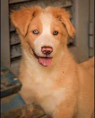 Cuccioli di Pastore Australiano con pedigree