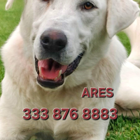 Ares , cucciolo taglia medio grande