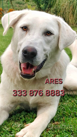 Ares , cucciolo taglia medio grande