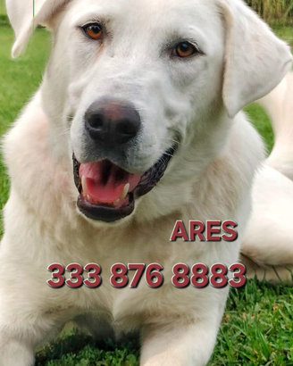 Ares , cucciolo taglia medio grande