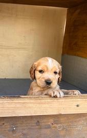 Cucciolo Cocker spaniel
