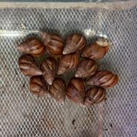 Chiocciole giganti Lissachatina Fulica white jade