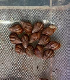 Chiocciole giganti Lissachatina Fulica white jade