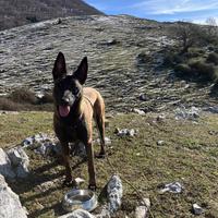 Malinois Pastore Belga splendida cucciolata