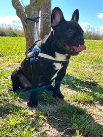 Bulldog Francese