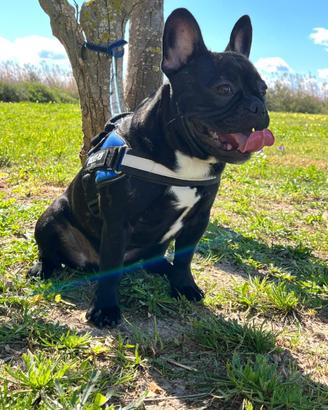 Bulldog Francese
