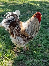 Gallo wyandotte