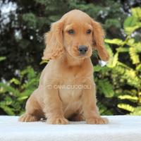 Cucciolo di Cocker disponibile
