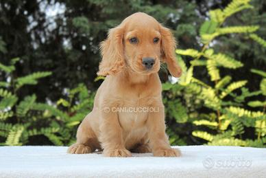 Cucciolo di Cocker disponibile