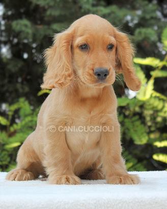 Cucciolo di Cocker disponibile
