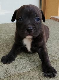 Cuccioli di Staffordshire bull terrier