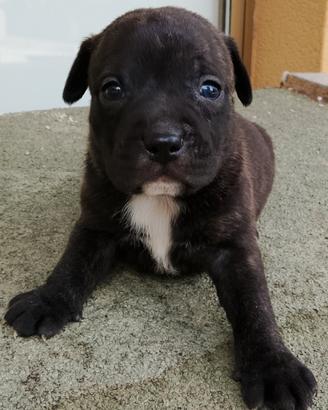 Cuccioli di Staffordshire bull terrier