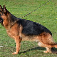 Cuccioli Pastore Tedesco