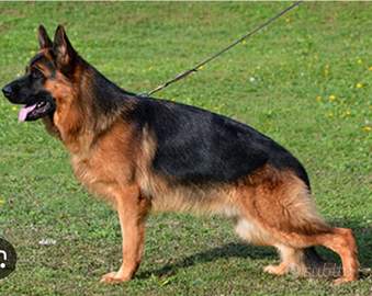 Cuccioli Pastore Tedesco