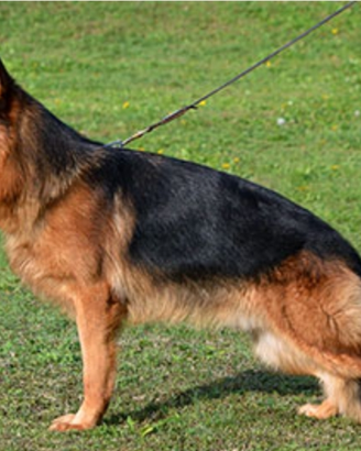 Cuccioli Pastore Tedesco