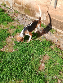 Cane da caccia Beagle x segugio