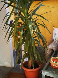 n '2   piante Palma yucca della felicità con vasi