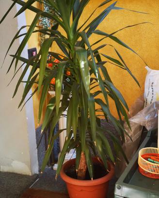 n '2   piante Palma yucca della felicità con vasi