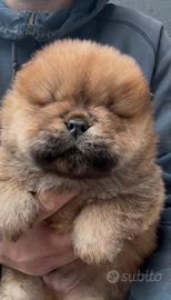 Chow chow maschio rosso