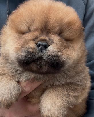 Chow chow maschio rosso