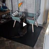 voliera grande, come nuova