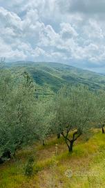 Terreno con olivi e annesso