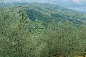 Terreno con olivi e annesso