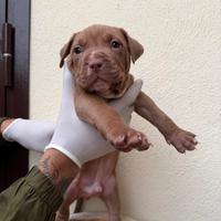 Cuccioli di Pitbull red nose