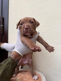 Cuccioli di Pitbull red nose