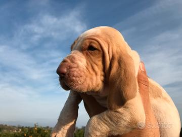 Cuccioli di bracco italiano con pedigree