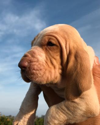 Cuccioli di bracco italiano con pedigree