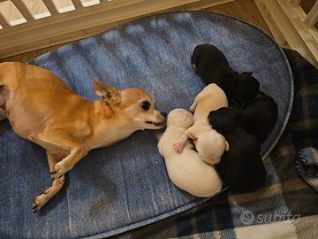 Cuccioli di Chihuahua