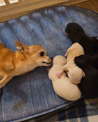 Cuccioli di Chihuahua