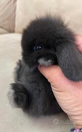 Coniglio nano ariete mini loop "total black"