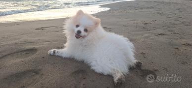 Fratellini di Pomerania